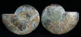 Inch Polished Ammonite (Pair) #1980-2